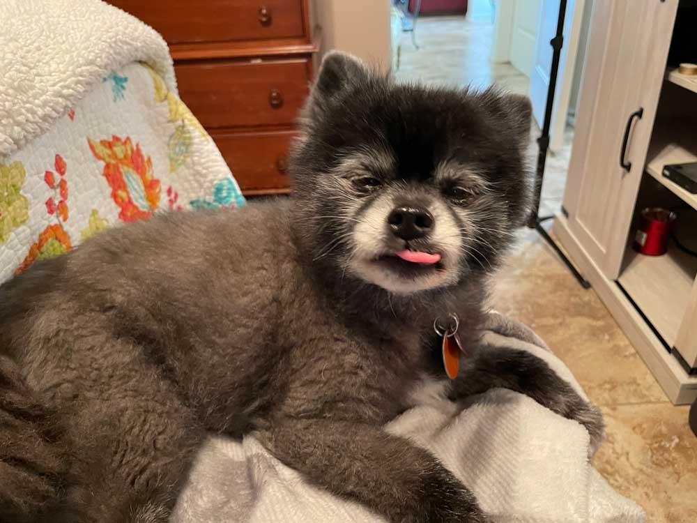 alt: A black Pomeranian with a grey face like a raccoon. She is sticking her tongue out and her eyes are half open in a very derpy look