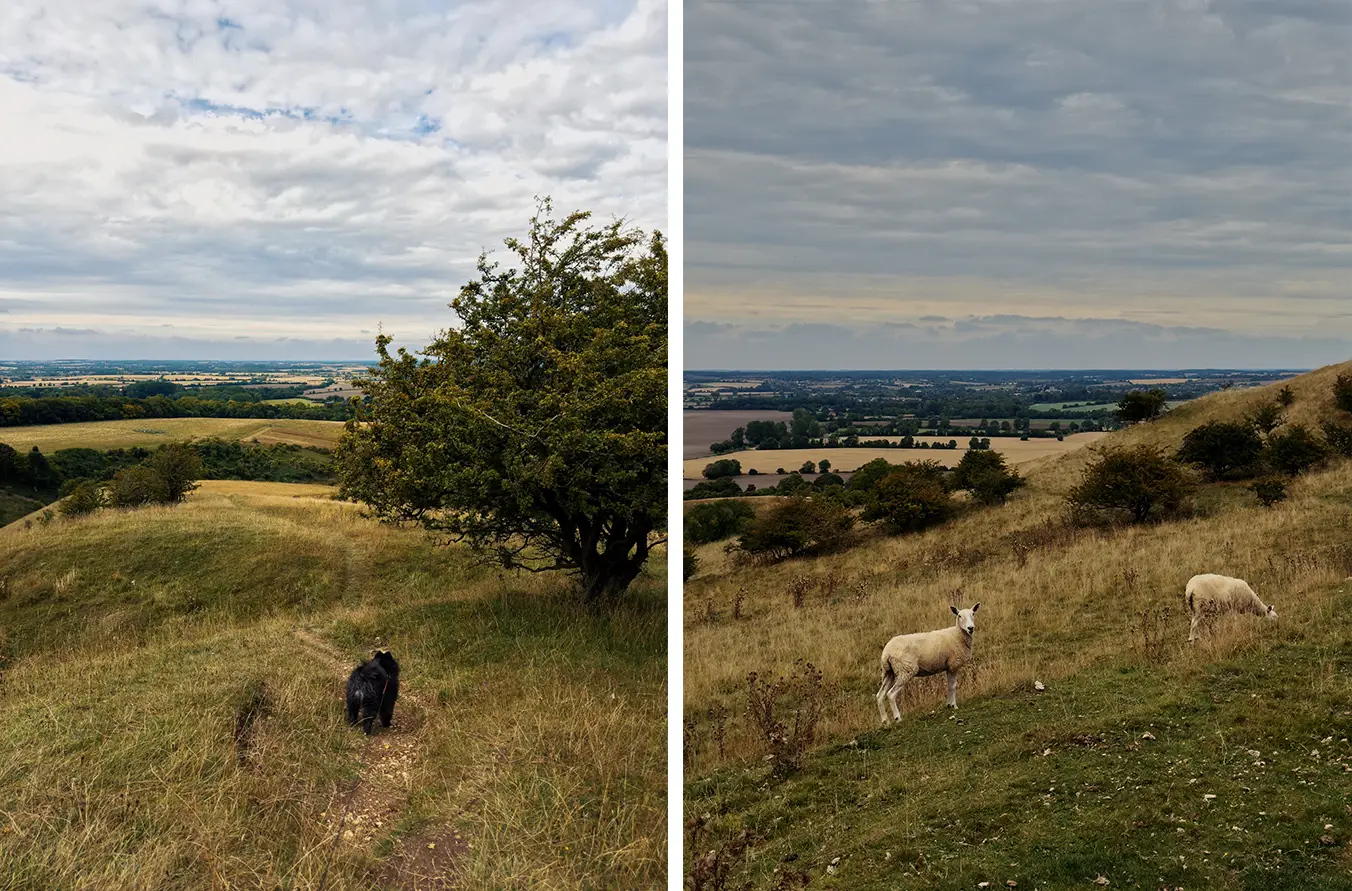 alt: Views of the sprawling English Countryside featuring a pomeranian in the foreground and some sheep.